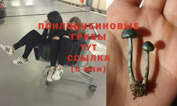 ПСИЛОЦИБИНОВЫЕ ГРИБЫ Осташков