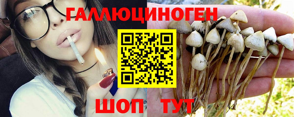 где продают   Псилоцибиновые грибы MAGIC MUSHROOMS  Вход с VPN  Псилоцибиновые грибы мухоморы  Вольск 