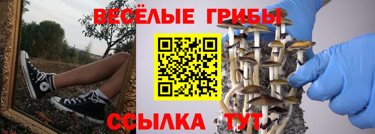 Галлюциногенные грибы Psilocybe Вольск